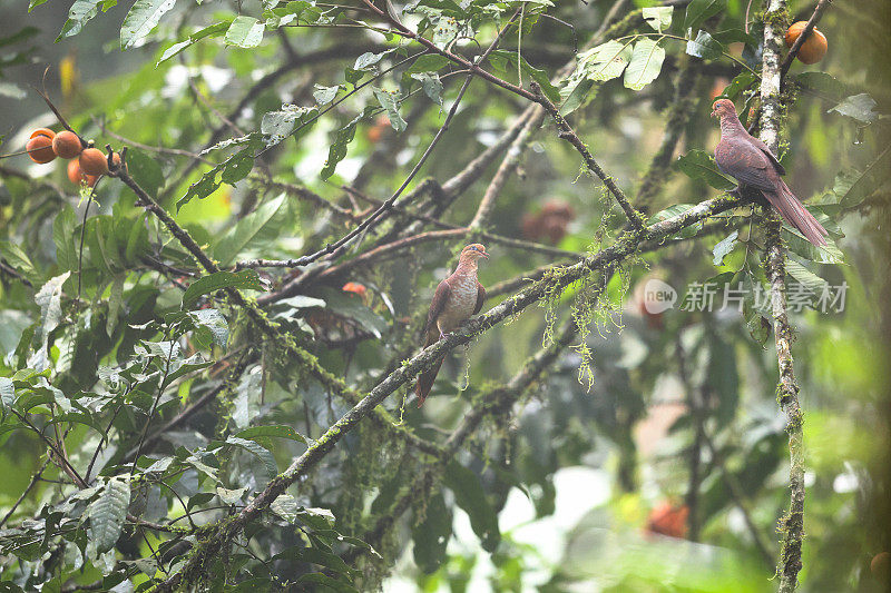 杜鹃鸽:成年小杜鹃鸽(Macropygia ruficeps)。